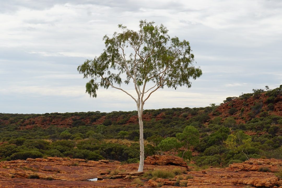 A lone gum tree standing in an open Australian landscape