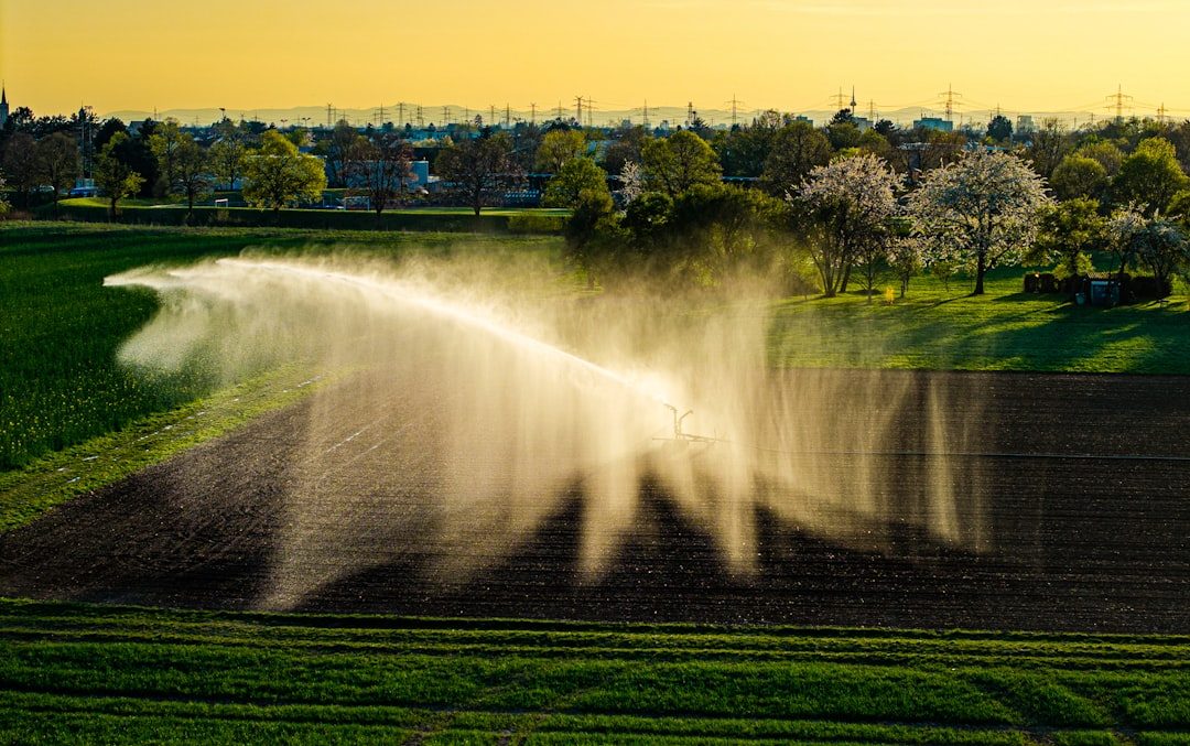 Irrigation sprinkler watering a green field at golden hour
