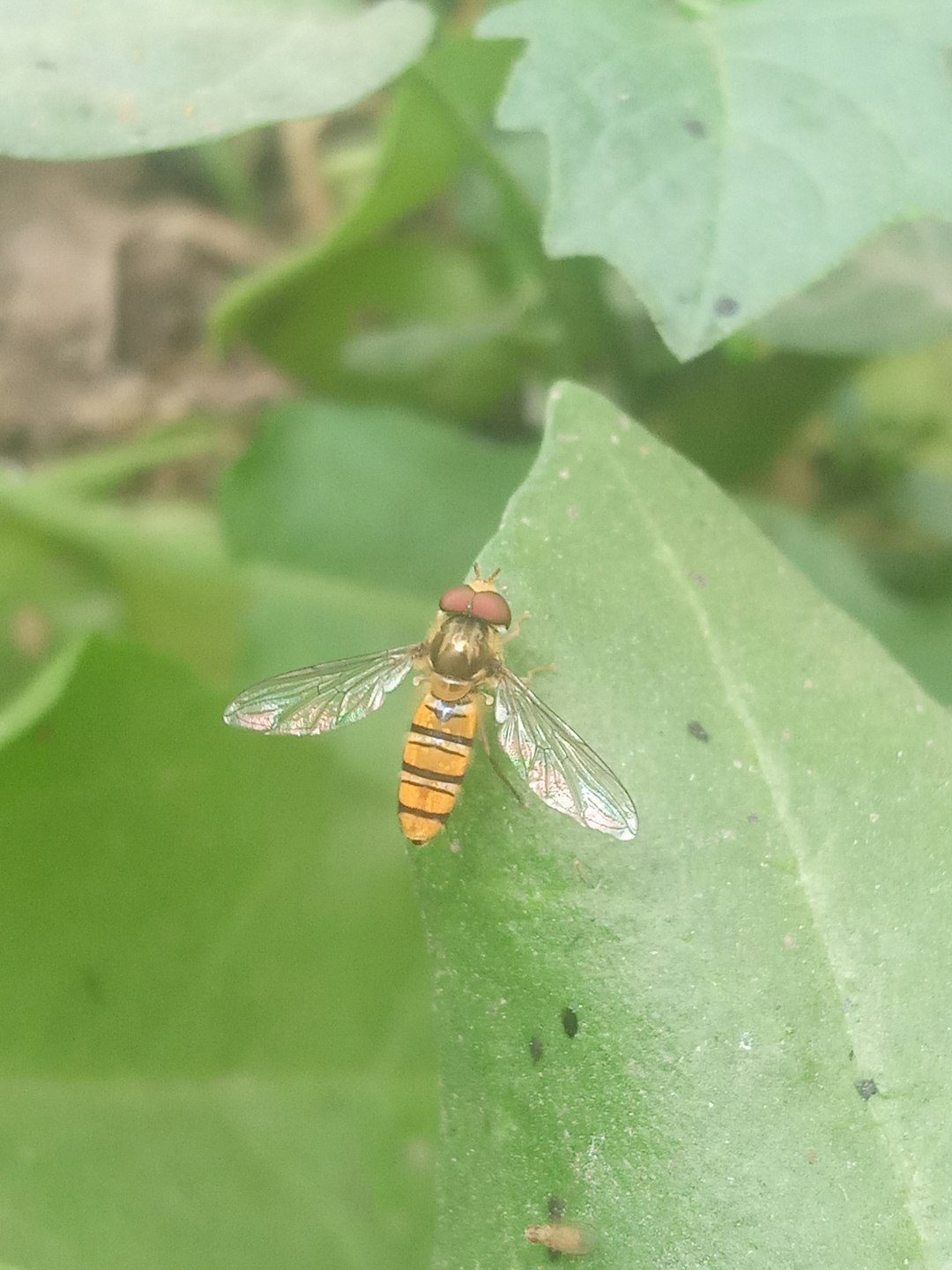 A hoverfly resting on a green leaf — a beneficial garden insect