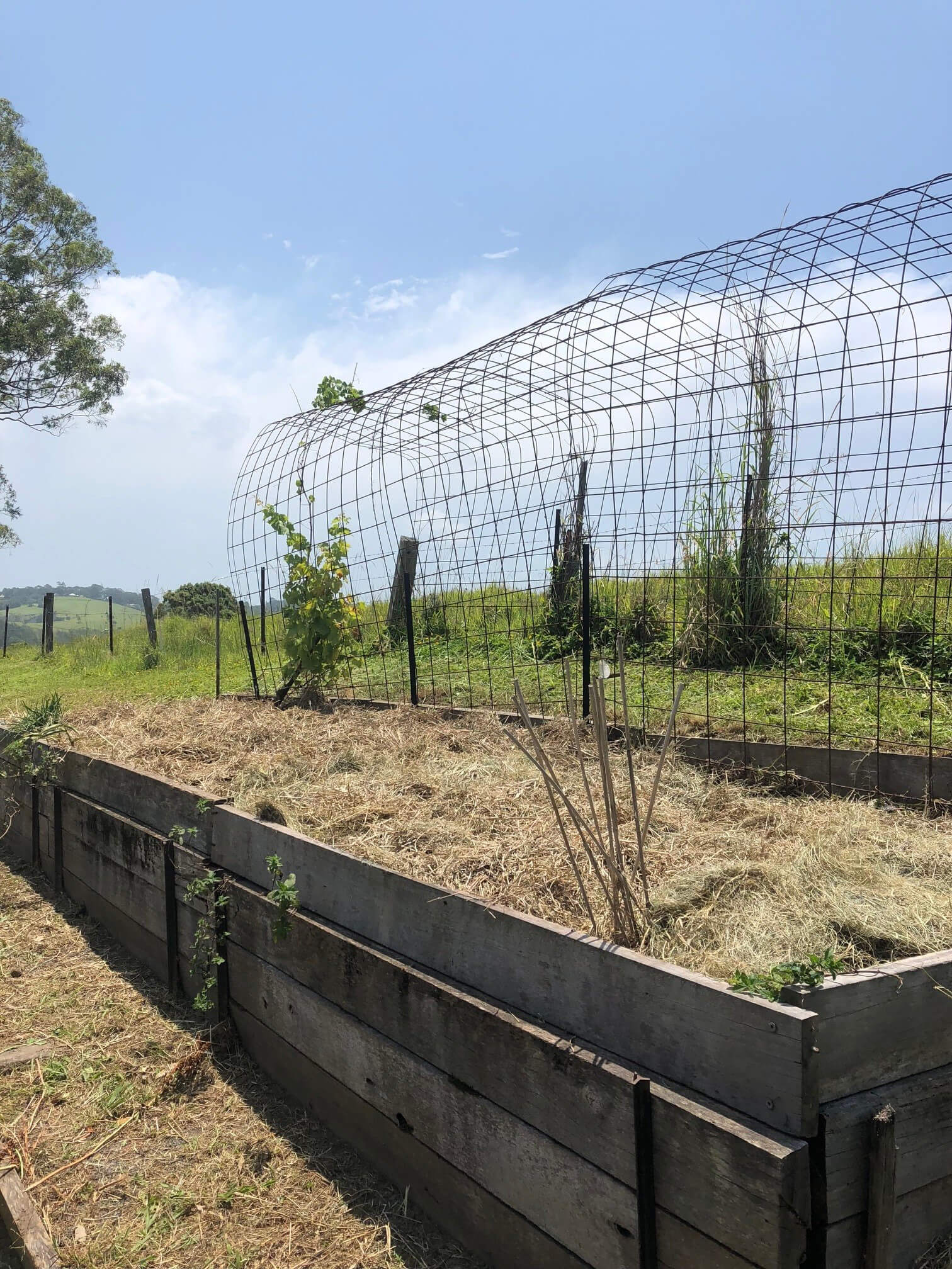 Timber raised garden beds with a wire grow-tunnel installed on a hinterland block in the Northern Rivers