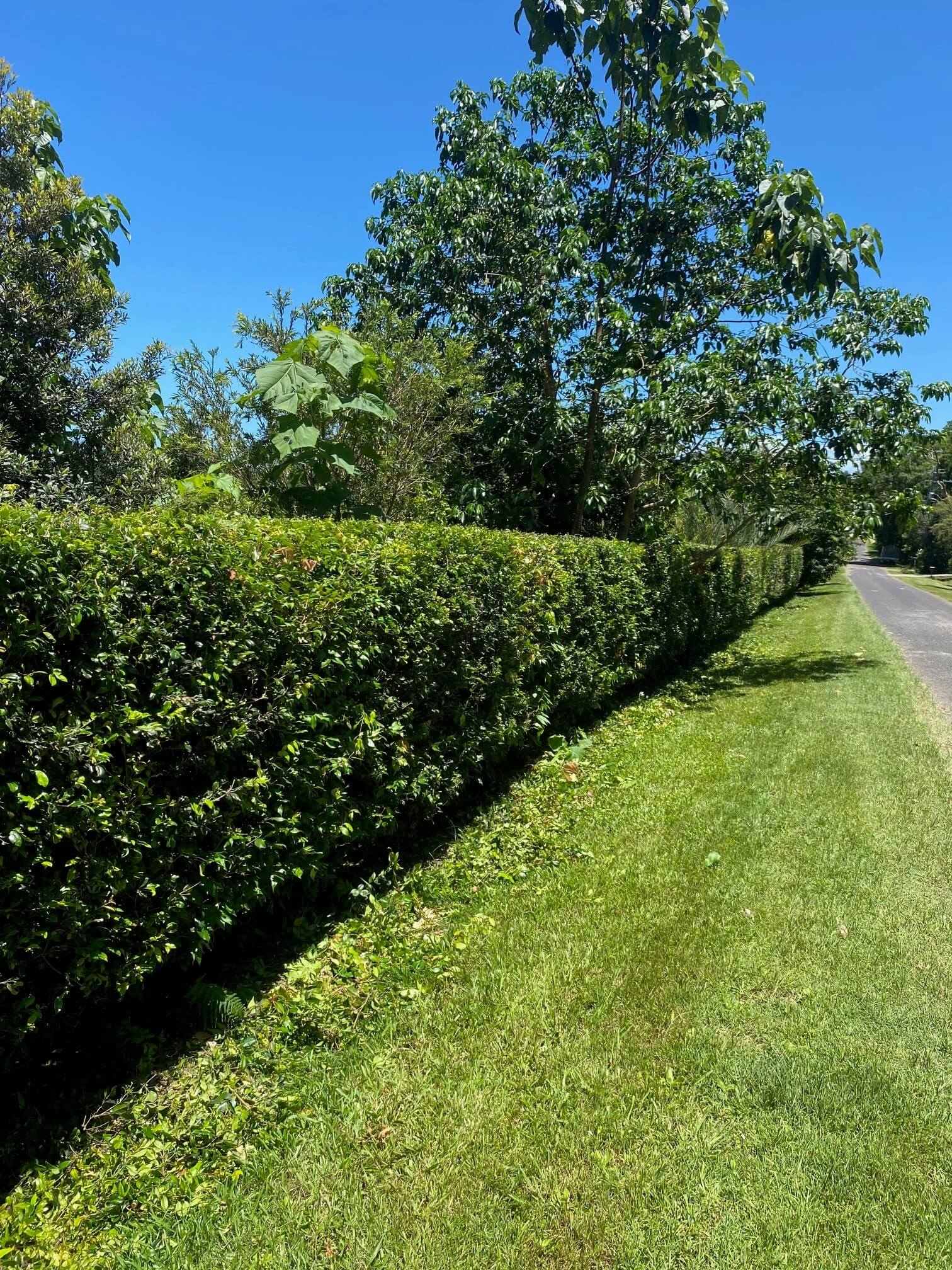 A long roadside hedge cleanly trimmed flat and square beside a mown verge in the Northern Rivers