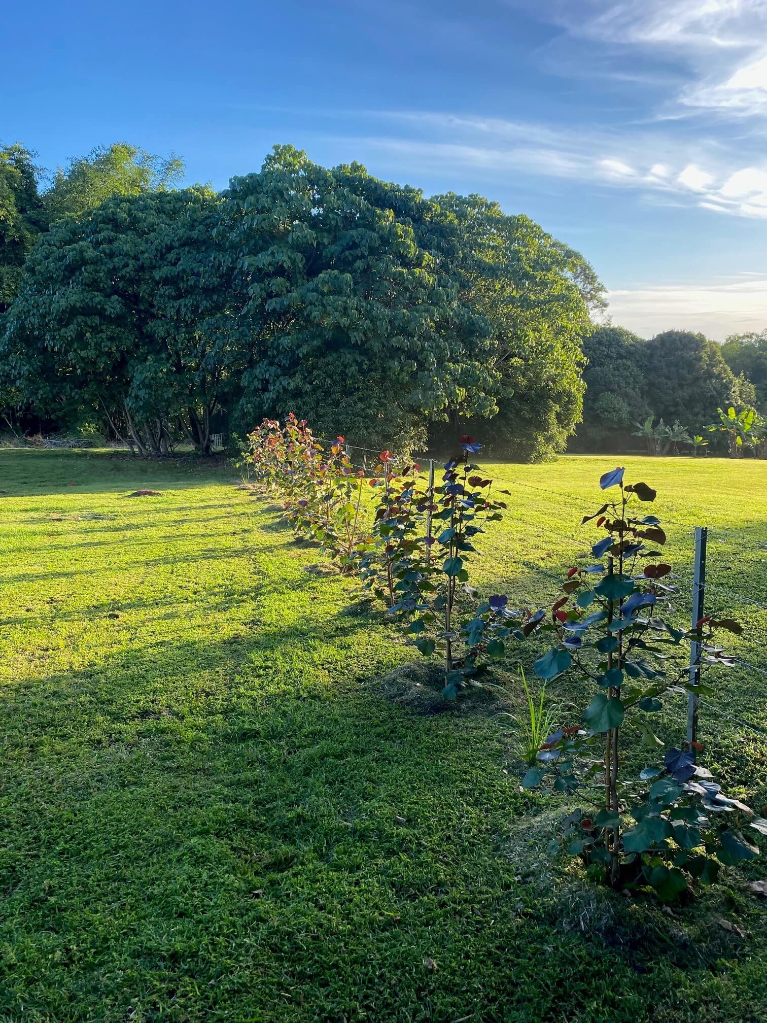 A row of newly planted flowering trees along a fence line on a freshly mown property at golden hour