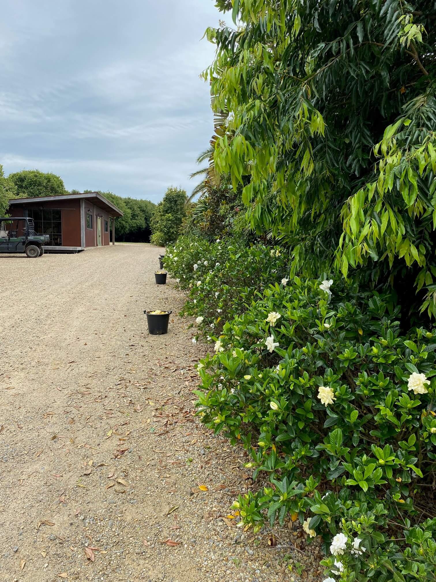 A tidy gravel driveway lined with flowering gardenia shrubs kept in shape through the season