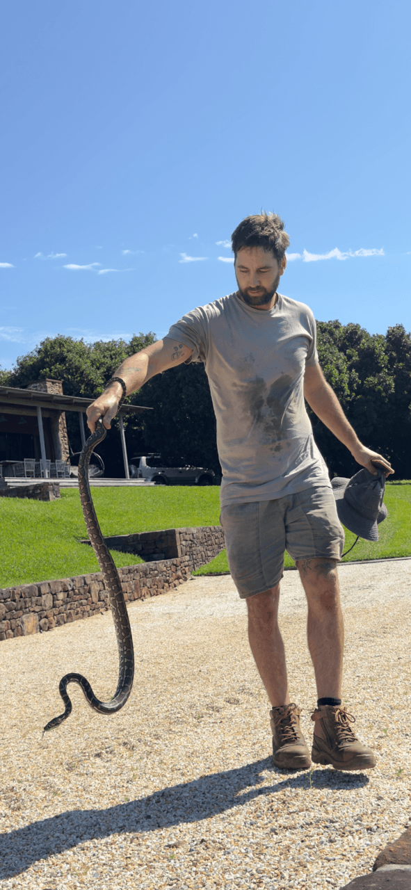 A day on the job in the Northern Rivers — safely relocating a carpet python from a client's property