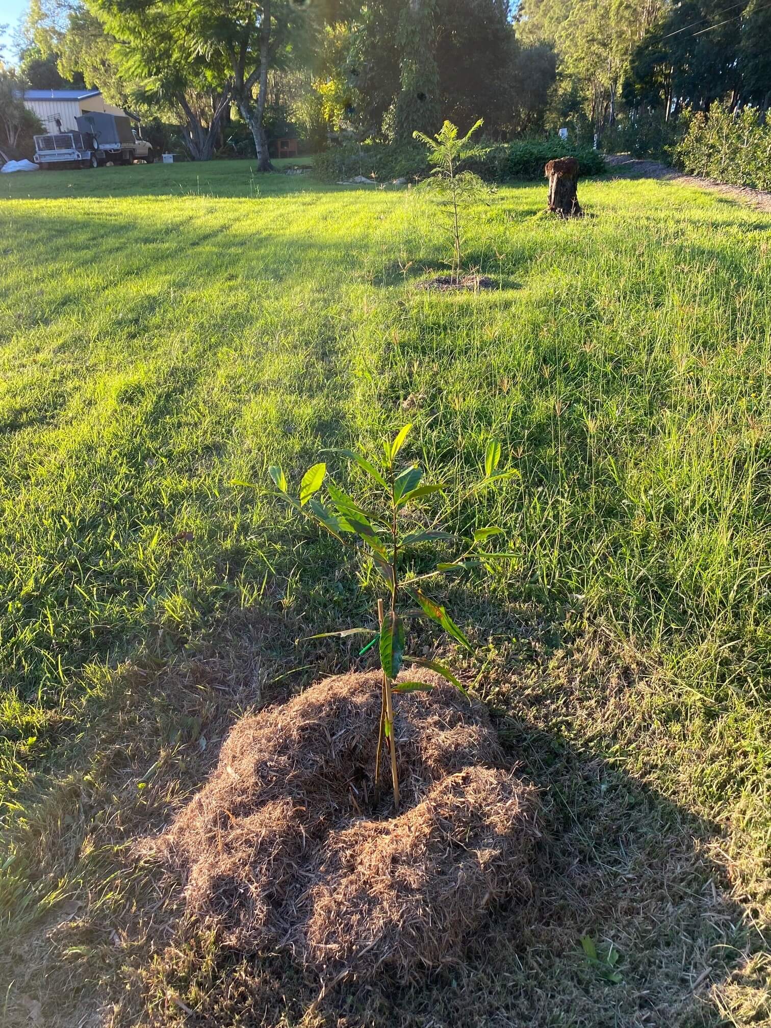 A young tree freshly planted in a thick mulch ring on a mown acreage lawn
