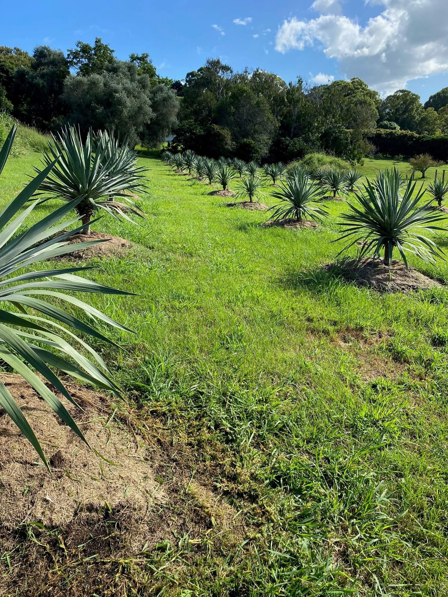 Rows of newly planted, mulched yucca and screening trees on a green Northern Rivers hillside